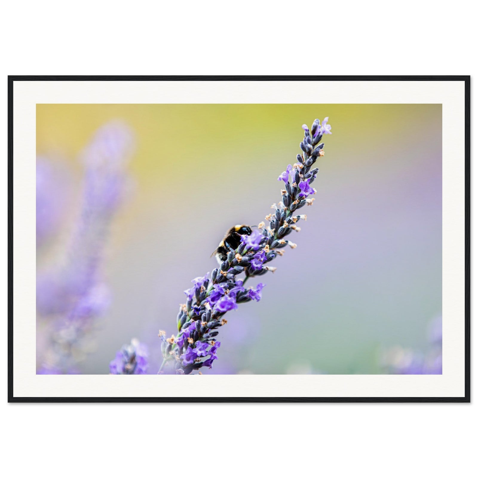 Artistic macro of lavender and bee in tranquil garden setting.

