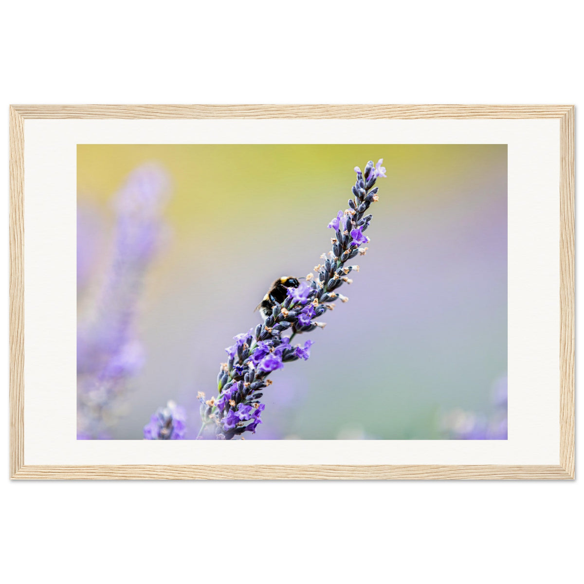 Bee on delicate lavender flowers with blurred pastel backdrop.

