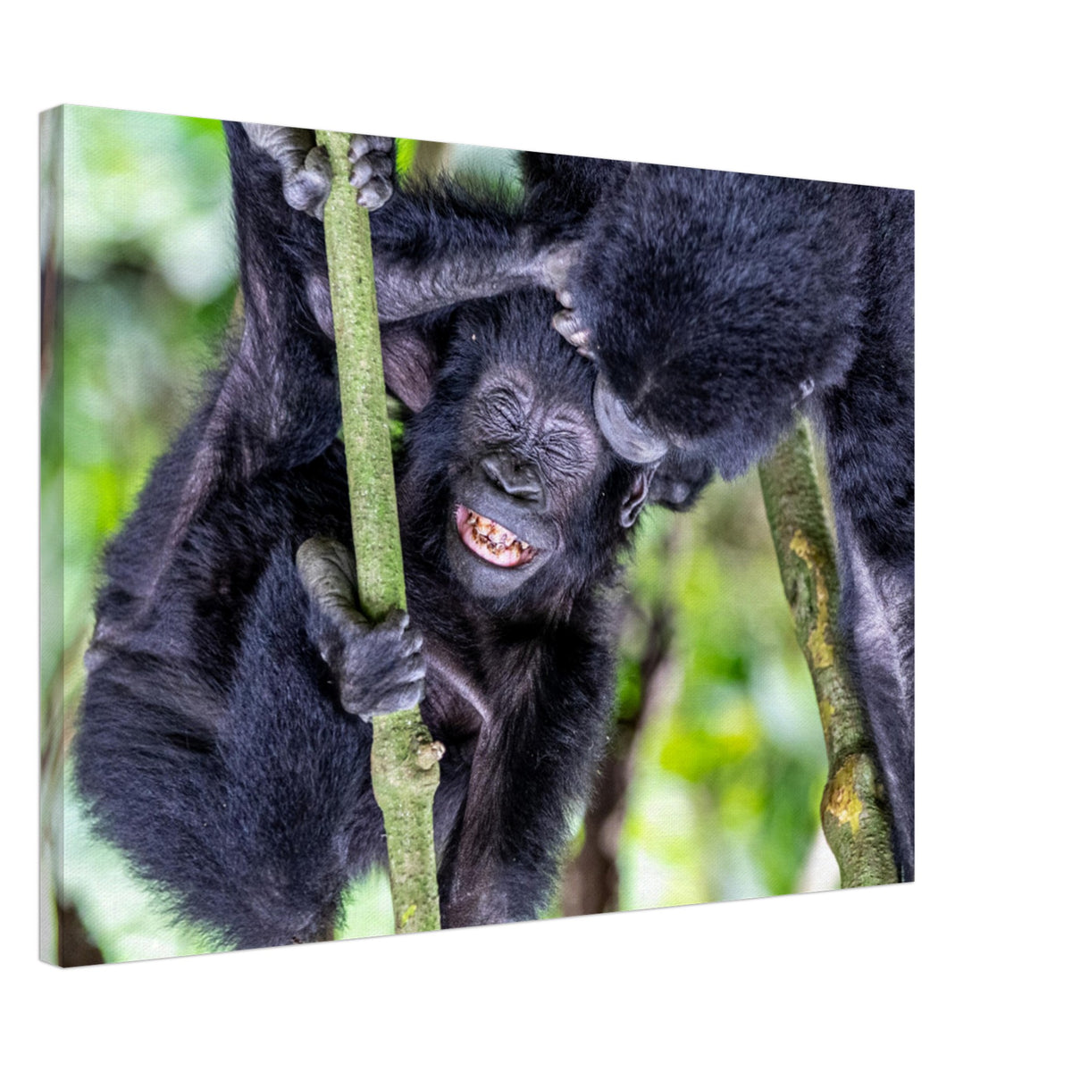 Playful moment between two gorillas in a lush jungle setting.

