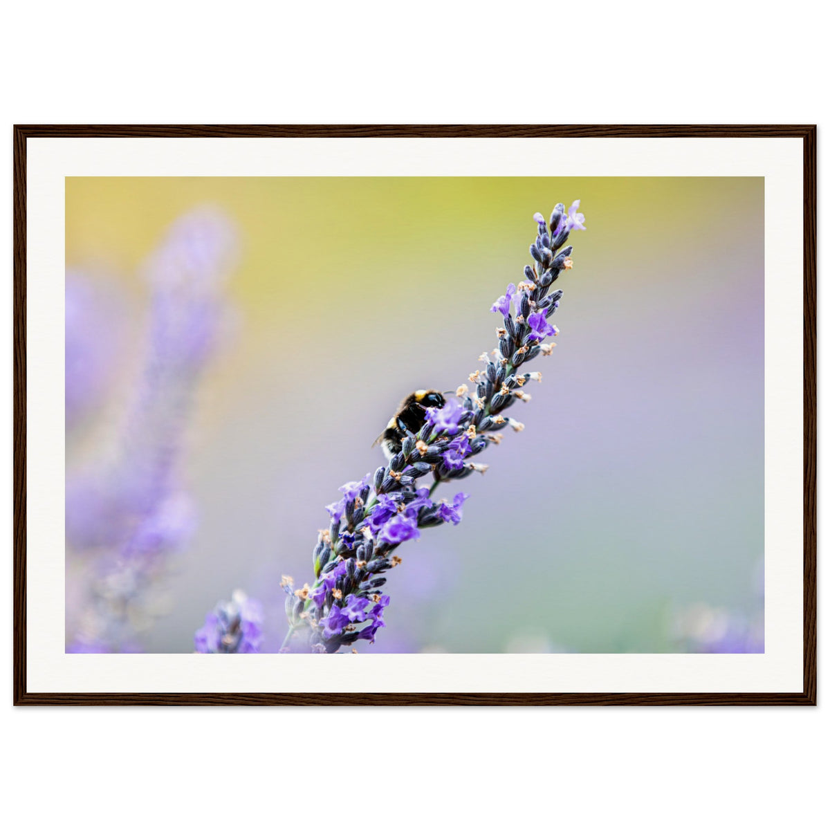 Sharp macro of a bee on lavender with soft-focus background.

