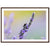 Sharp macro of a bee on lavender with soft-focus background.

