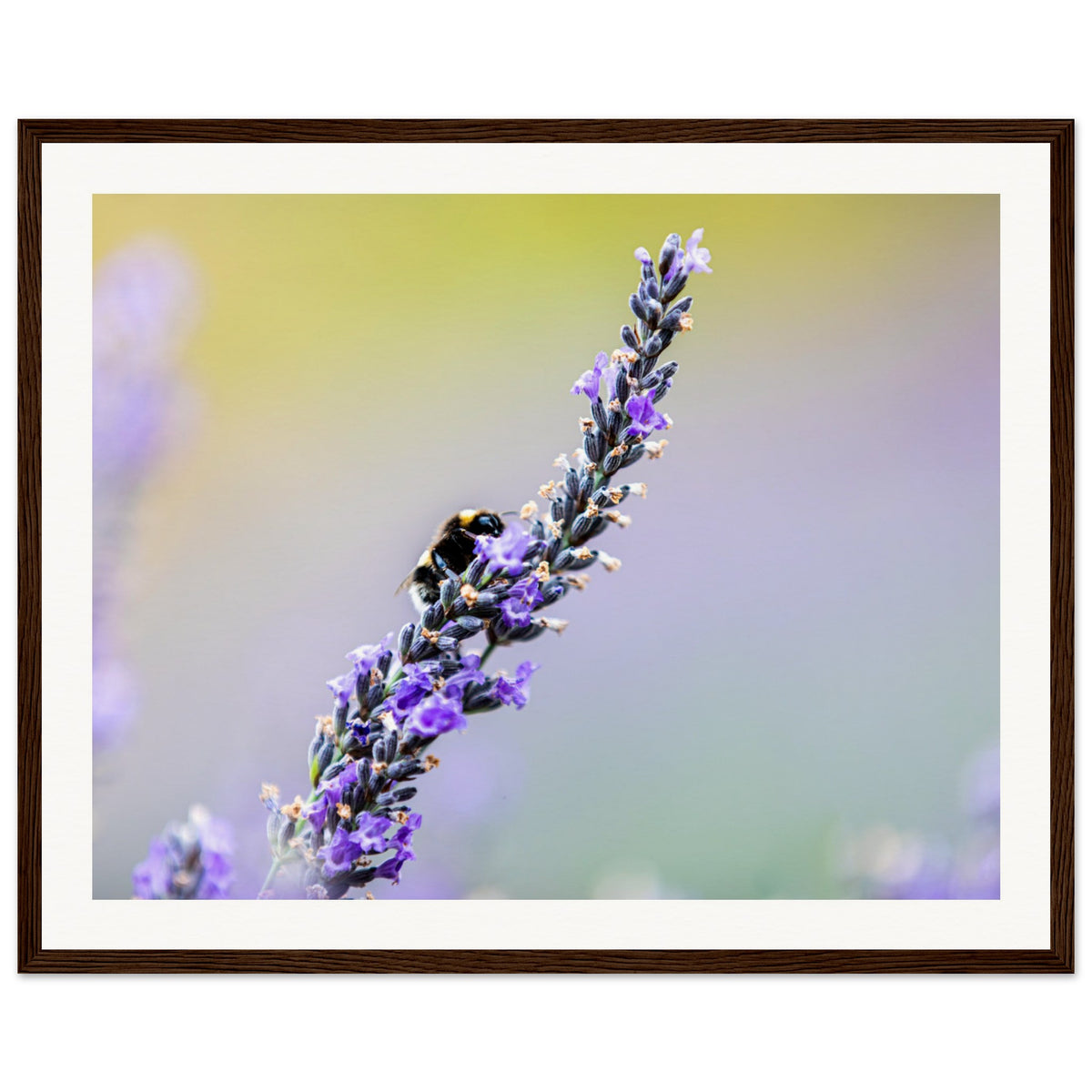 Insect interacting with lavender in a peaceful botanical portrait.

