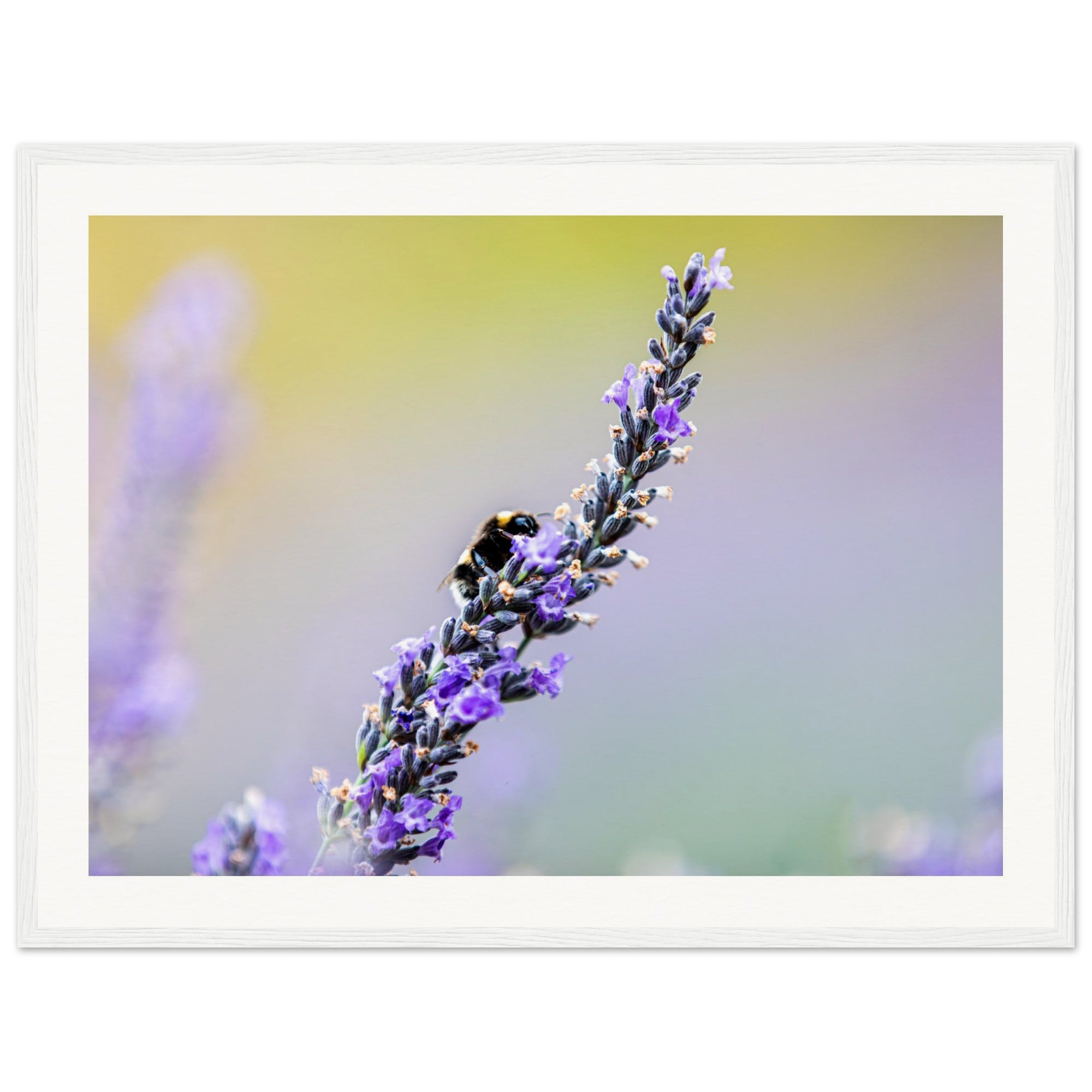 Bee resting on a purple lavender flower with soft background.

