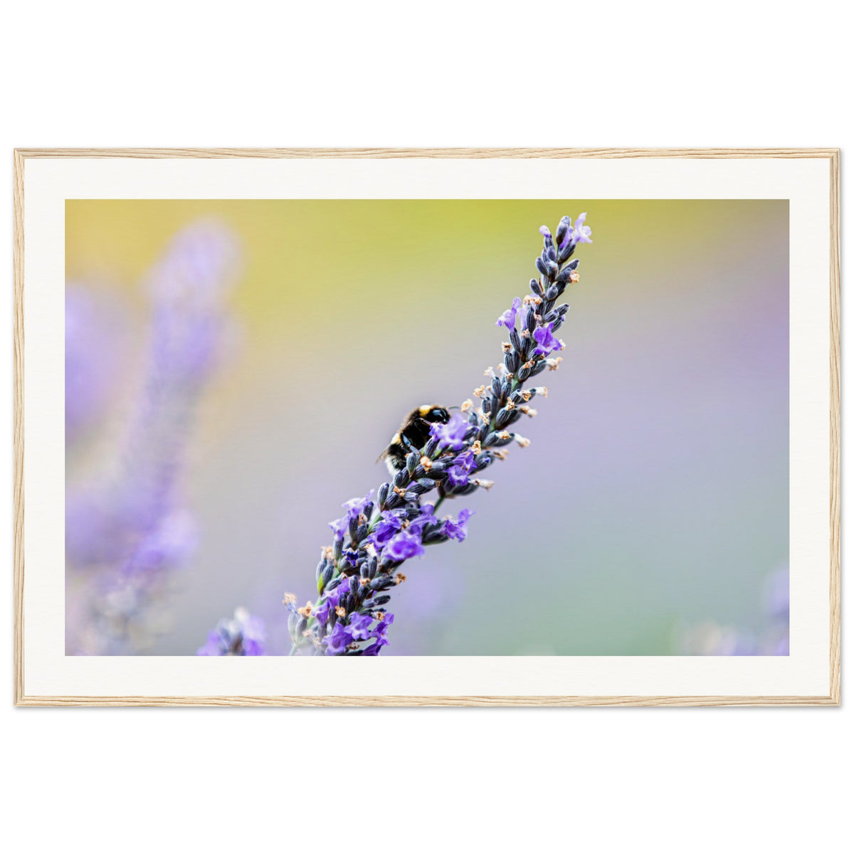 Close-up of a bee visiting lavender flowers in soft lighting.

