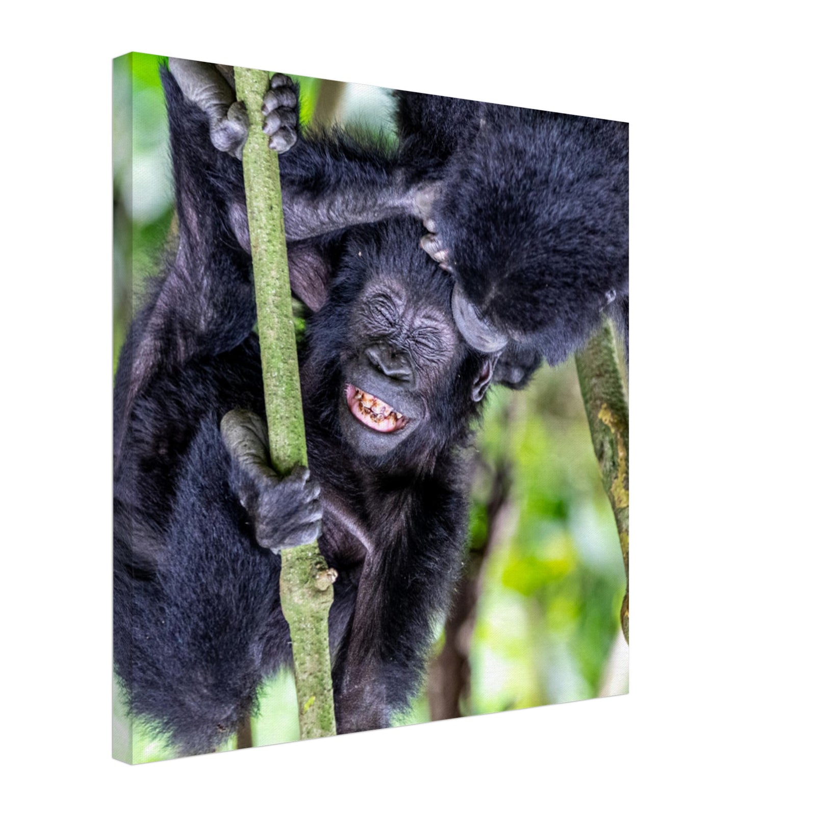 Laughing gorilla with closed eyes and expressive face.

