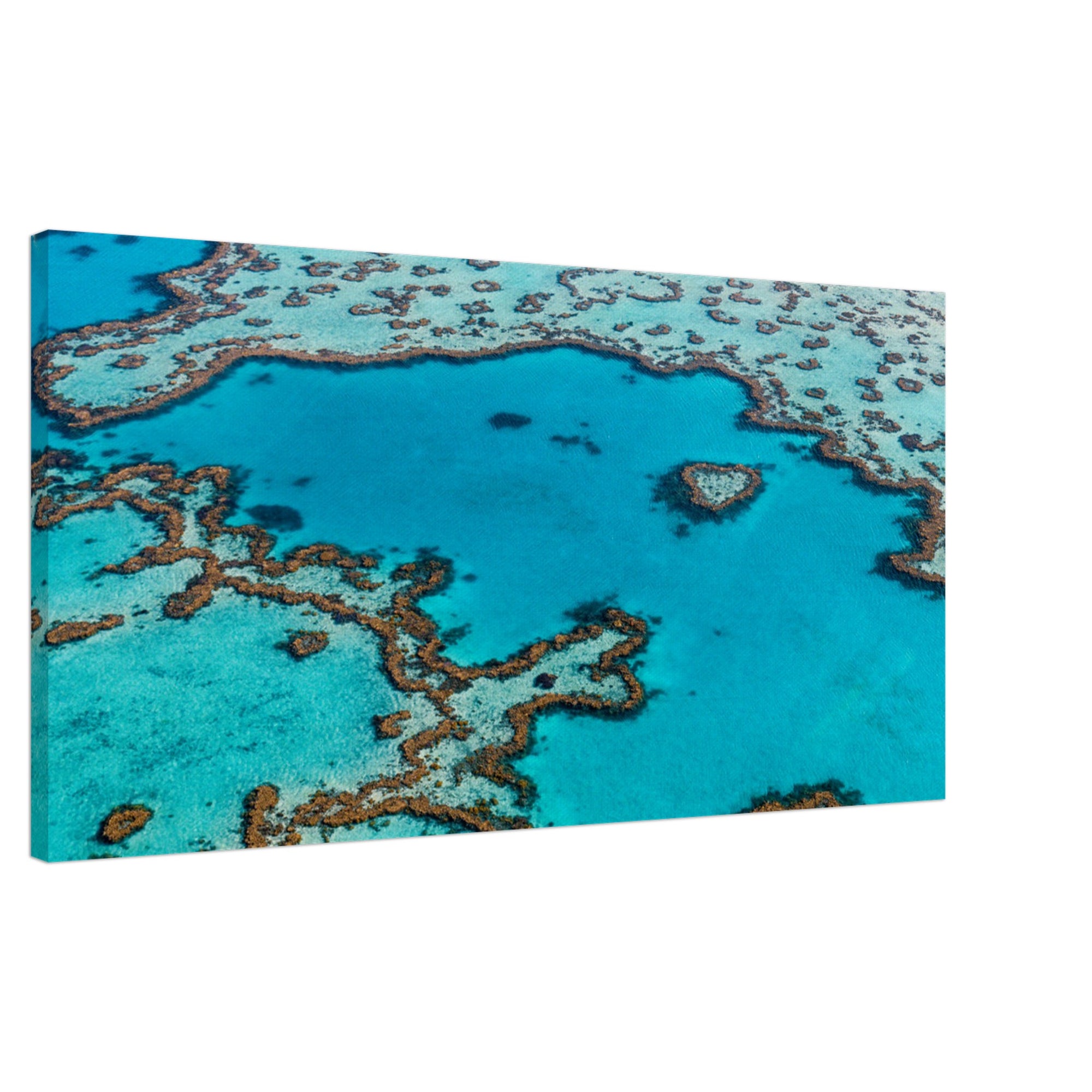 Natural heart-shaped coral captured from above.

