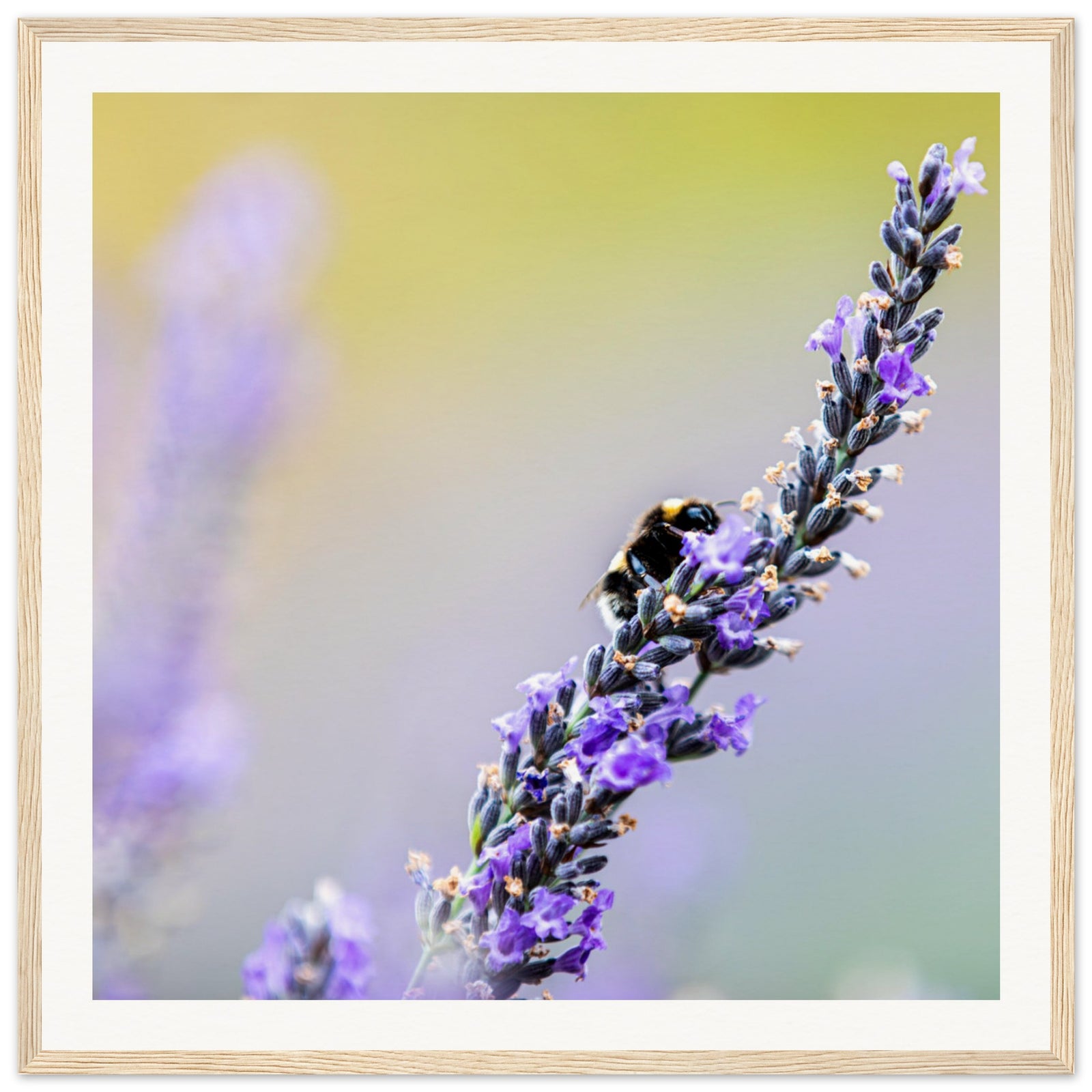 Framed close-up of a busy bee on a single lavender bloom.

