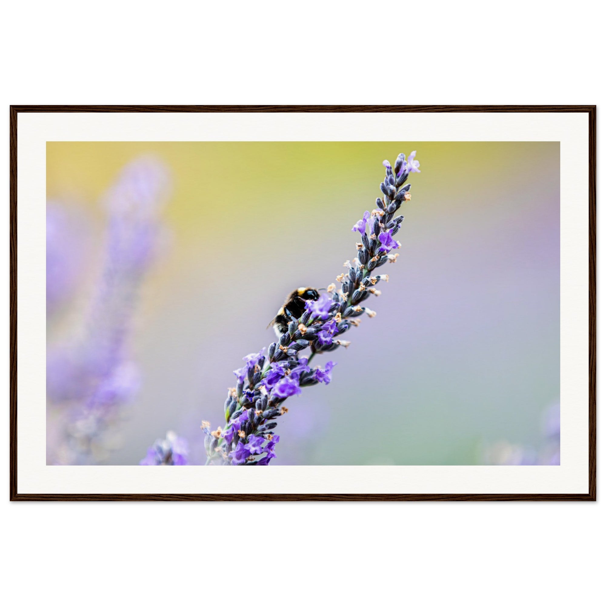 Nature macro showing a bee collecting nectar from lavender.

