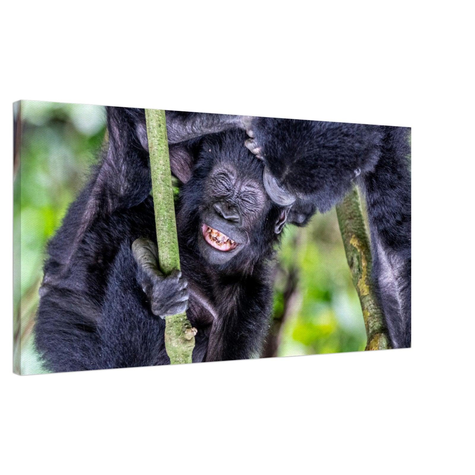 Infant gorilla smiling while holding onto a branch.

