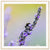A bee drawn to the scent of lavender in a soft focus image.

