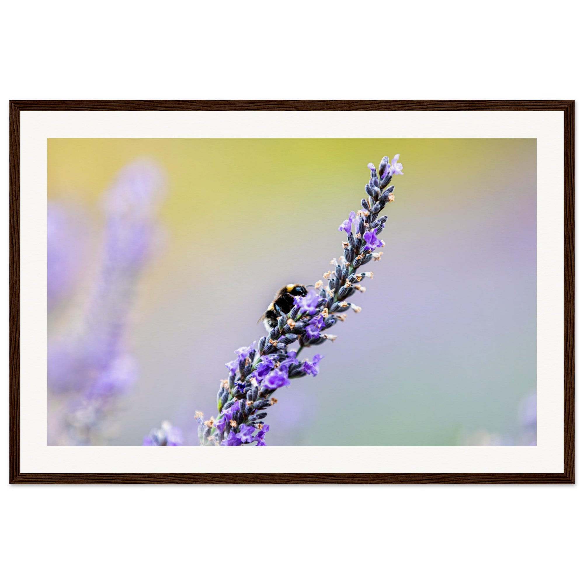 Focused bee on lavender with dreamy blurred colors behind.

