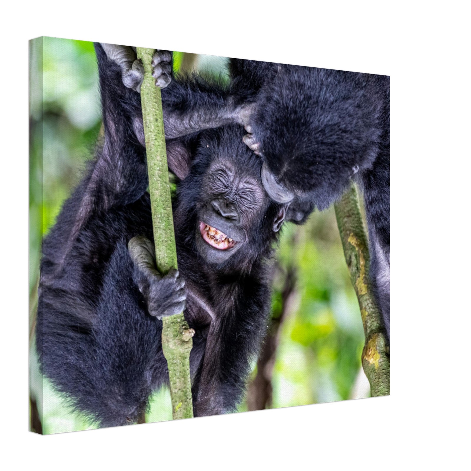 Two young gorillas bonding in the treetops.

