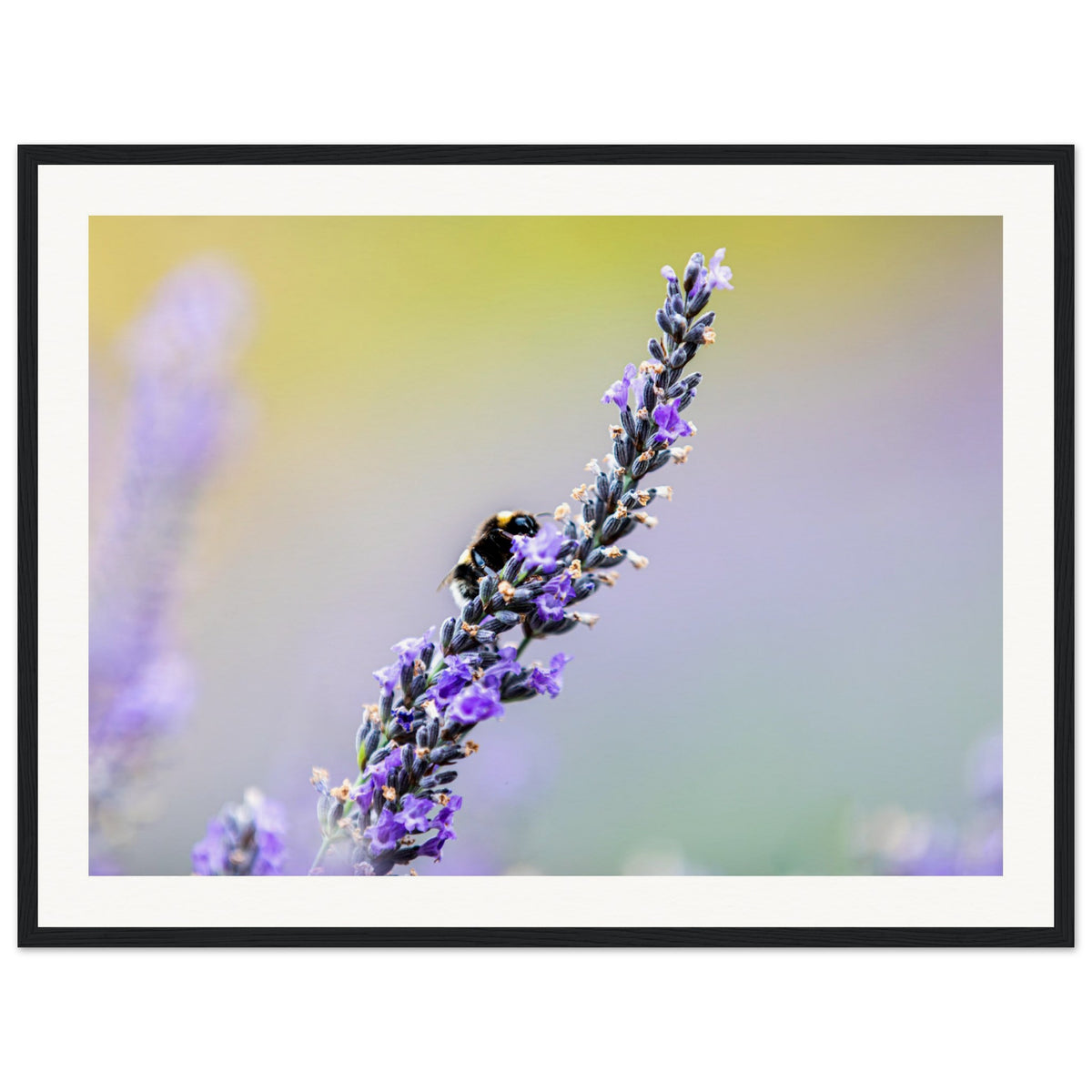 A framed still of a bee resting on blooming lavender.

