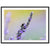 A framed still of a bee resting on blooming lavender.

