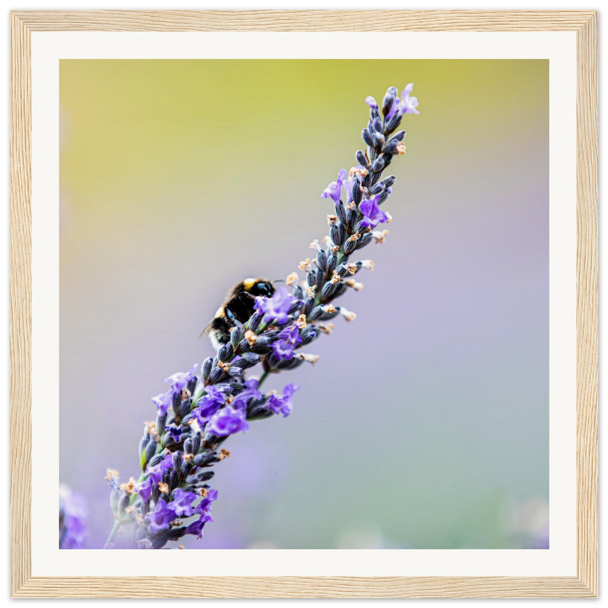 Close-up detail of a bee and lavender in perfect harmony.

