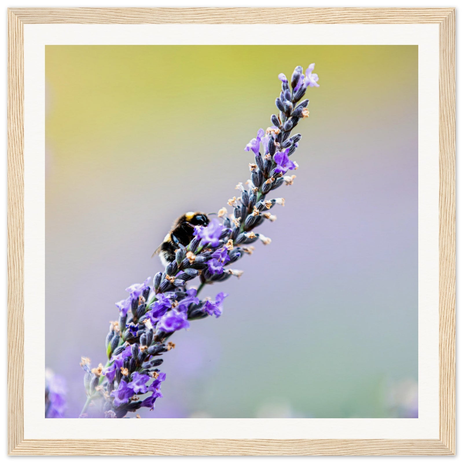Close-up detail of a bee and lavender in perfect harmony.

