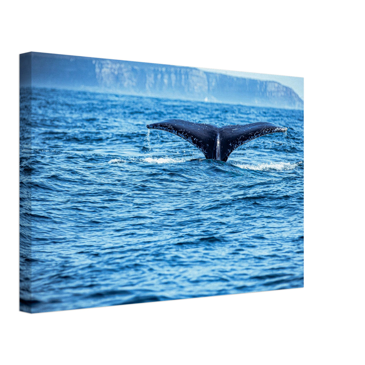Nature scene showing whale tail off the coast


