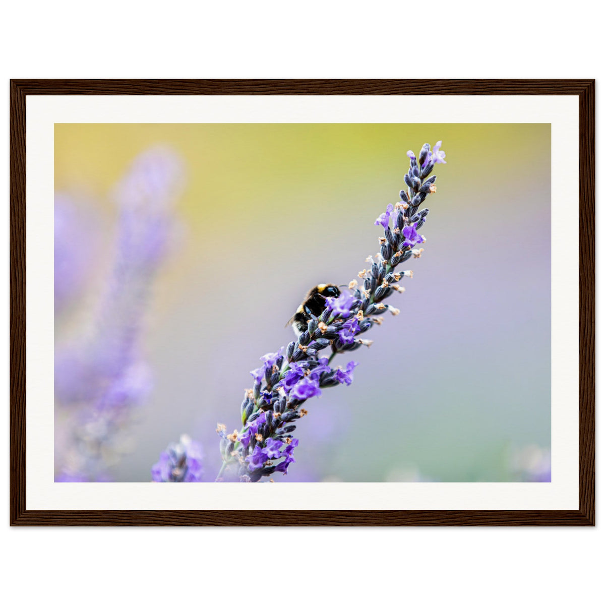 A single bee rests on lavender against a soft bokeh background.


