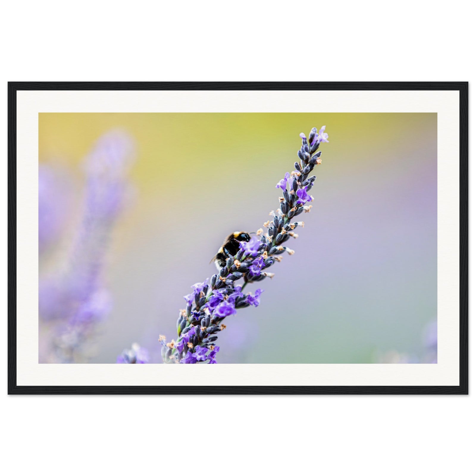 Macro nature shot of bee interacting with lavender blossoms.

