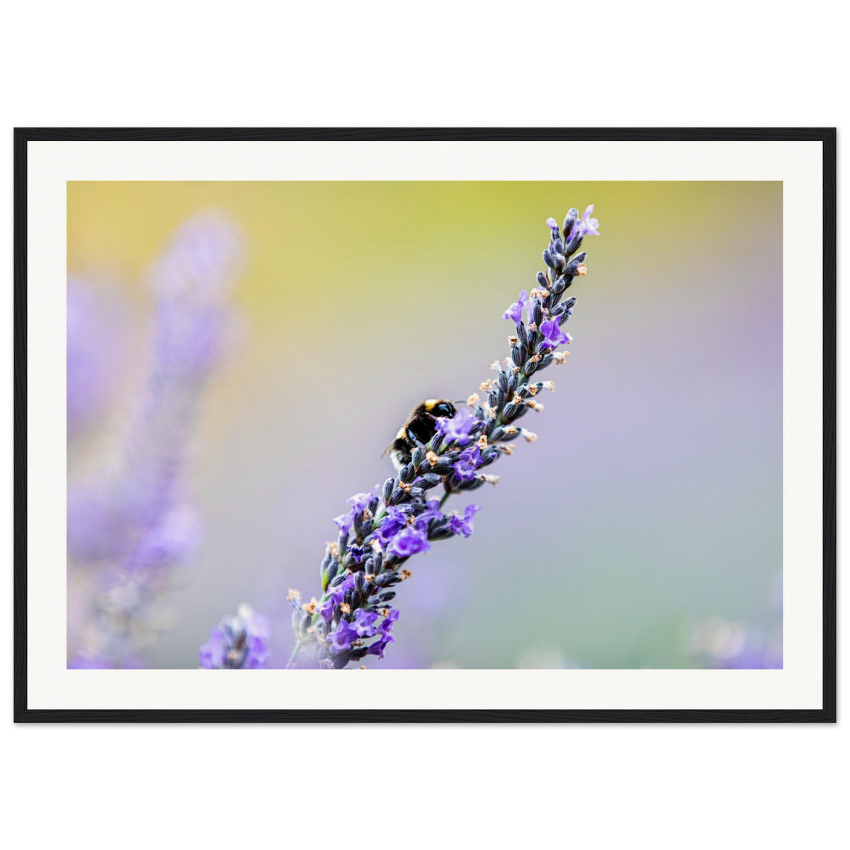 Framed macro shot of a bumblebee gathering nectar from lavender.

