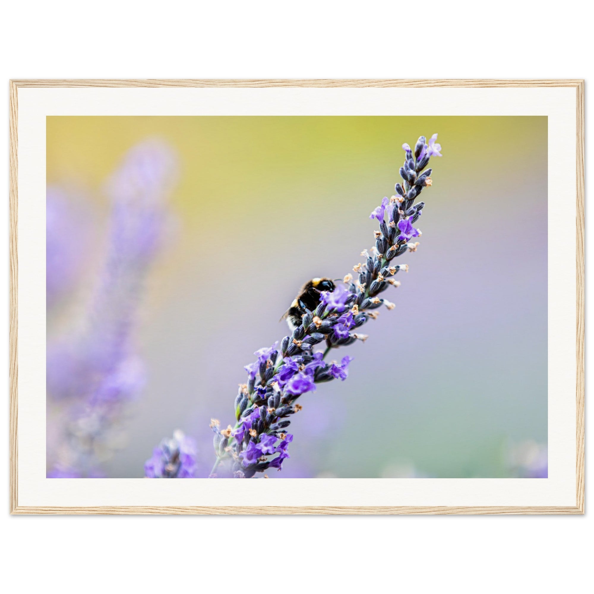 Bee on a violet lavender spike under diffused light.

