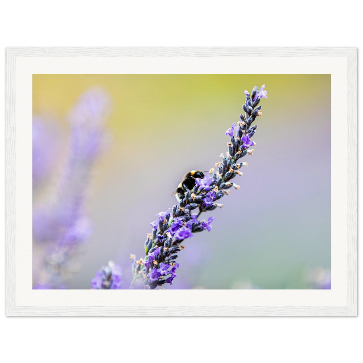 Framed floral image of pollination in action on a lavender sprig.


