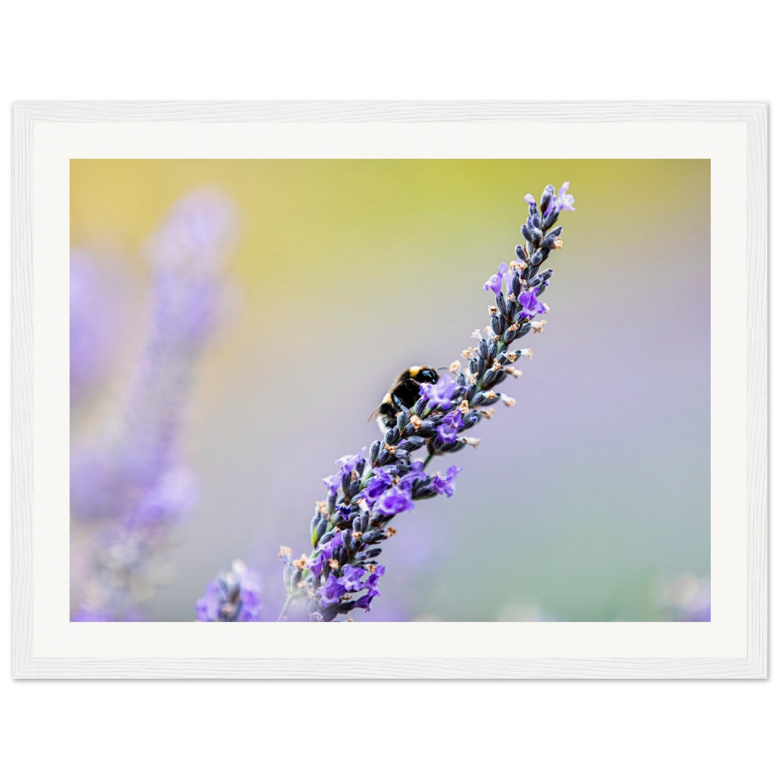 Framed floral image of pollination in action on a lavender sprig.


