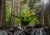 swing between tree
