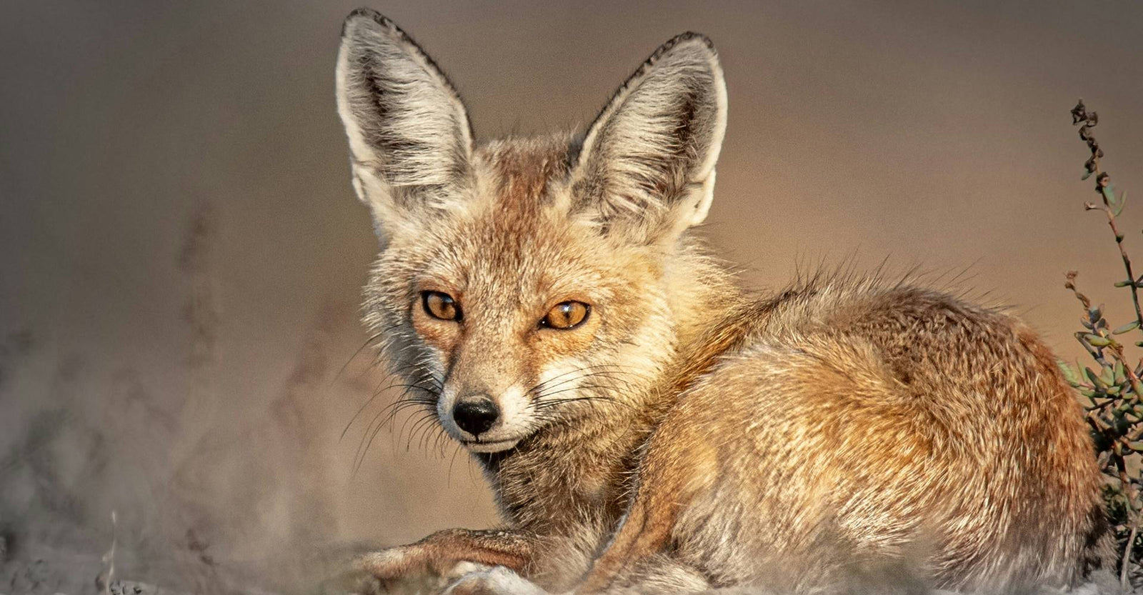 fox eyeing