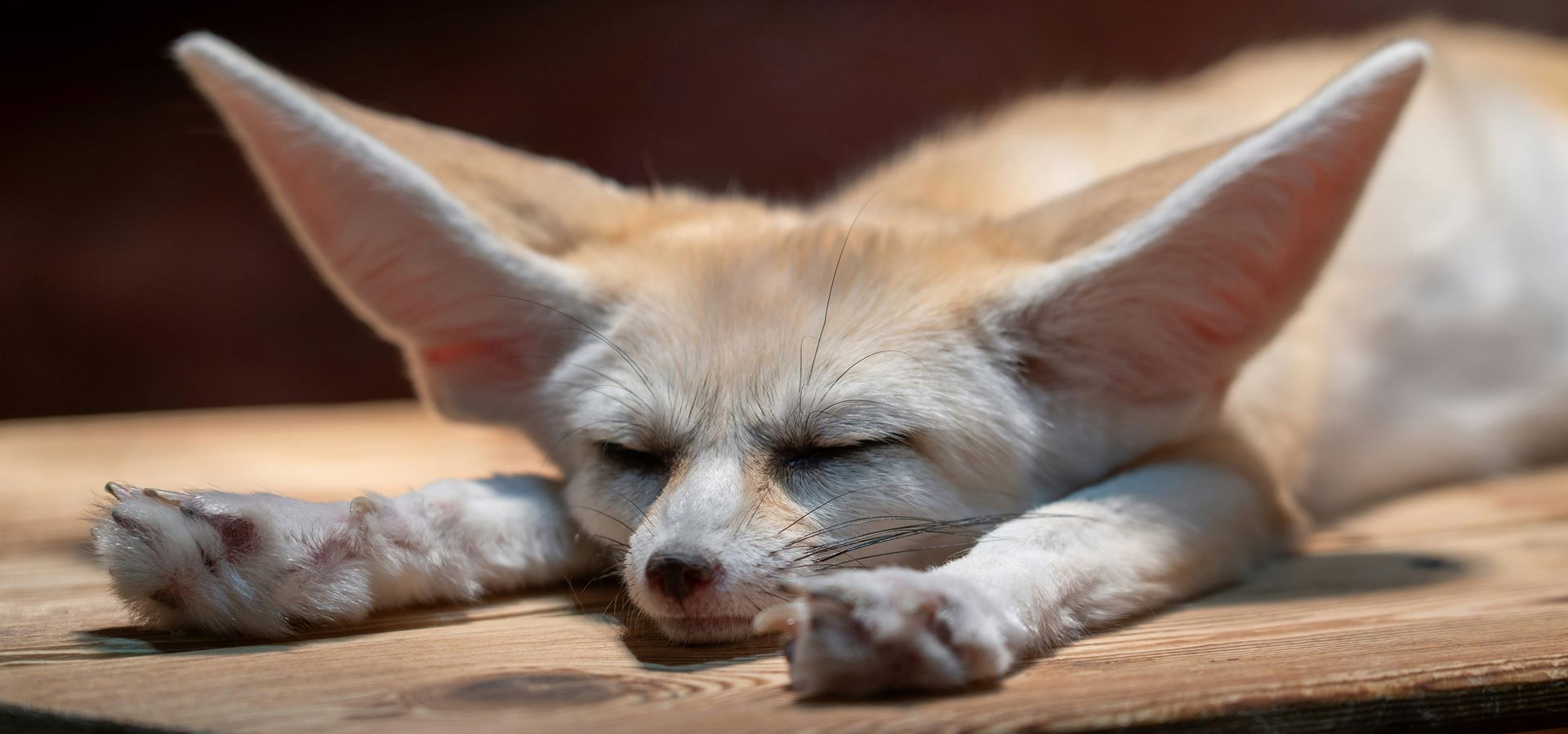 sleeping fox