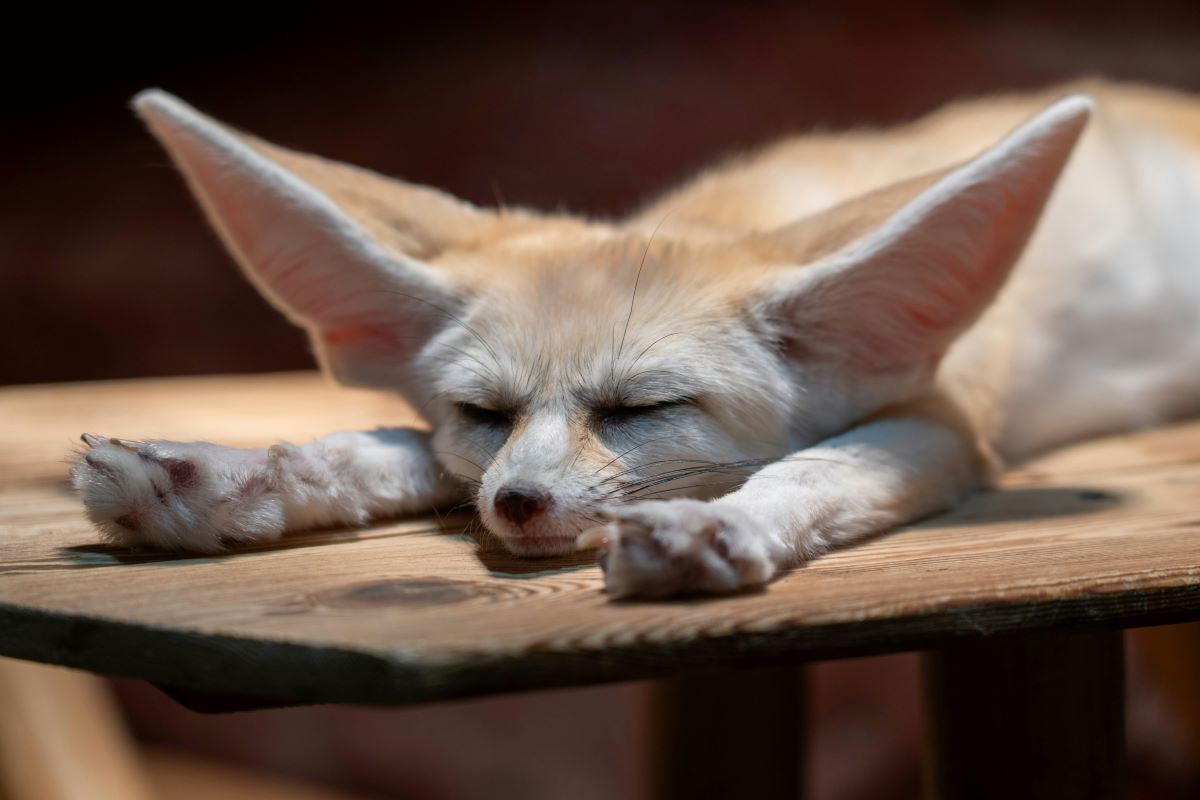 sleeping fox