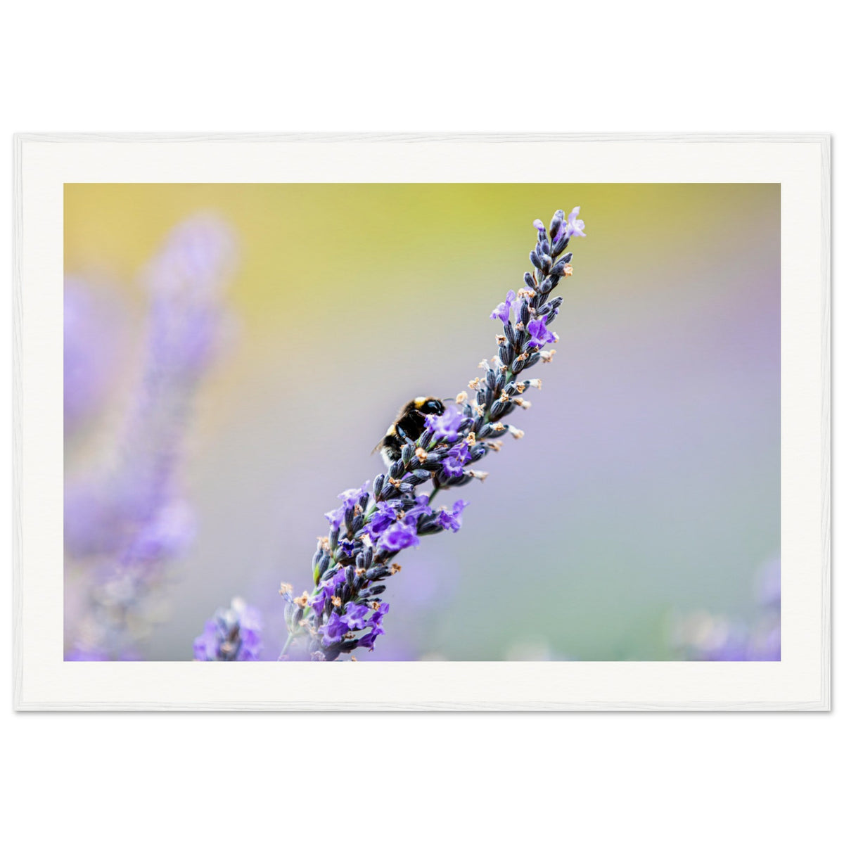 Framed portrait of lavender flowers with a bee at work.

