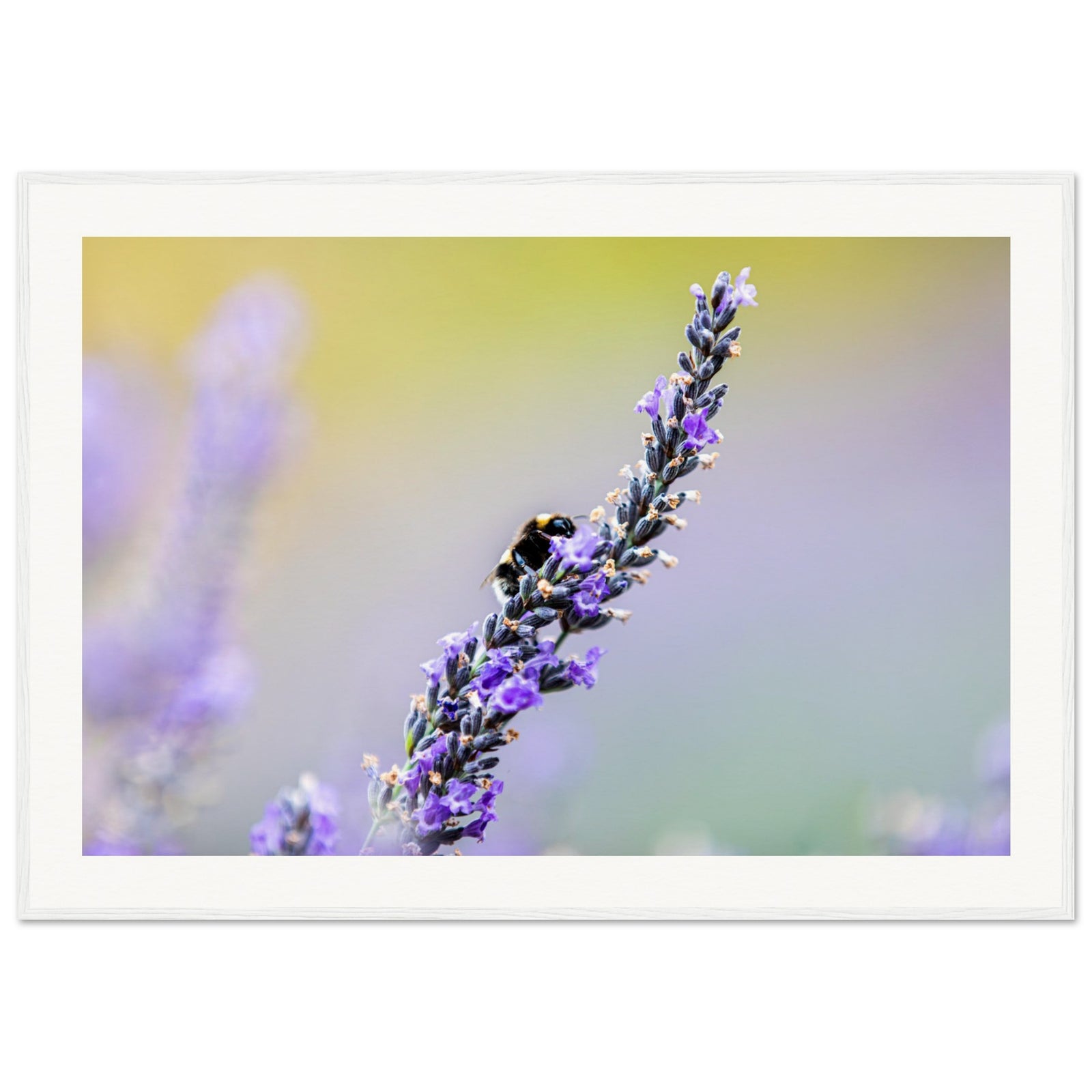 Framed portrait of lavender flowers with a bee at work.

