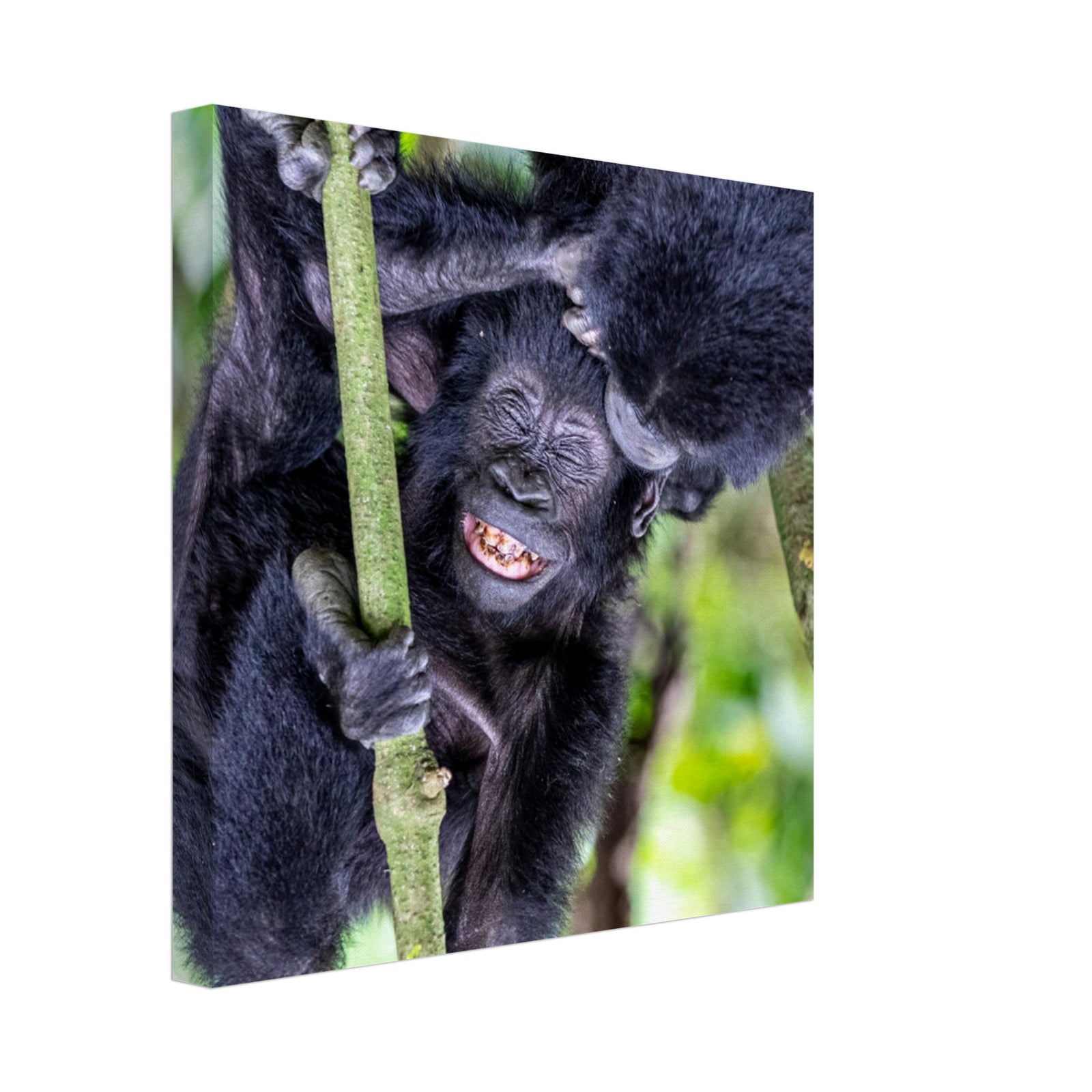 Smiling baby gorilla hanging from a tree in the wild.


