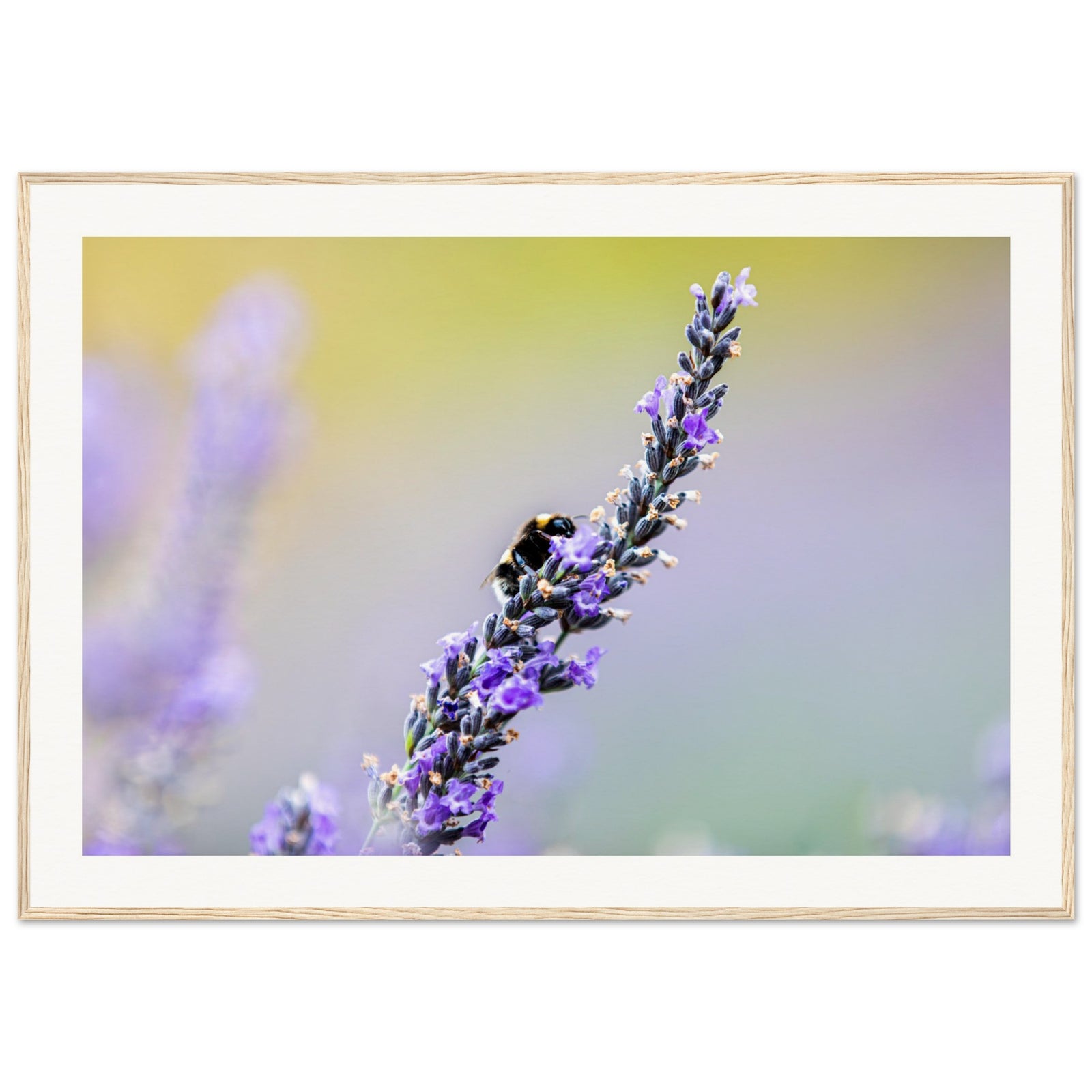 Nature close-up: bee collecting pollen from a lavender stem.

