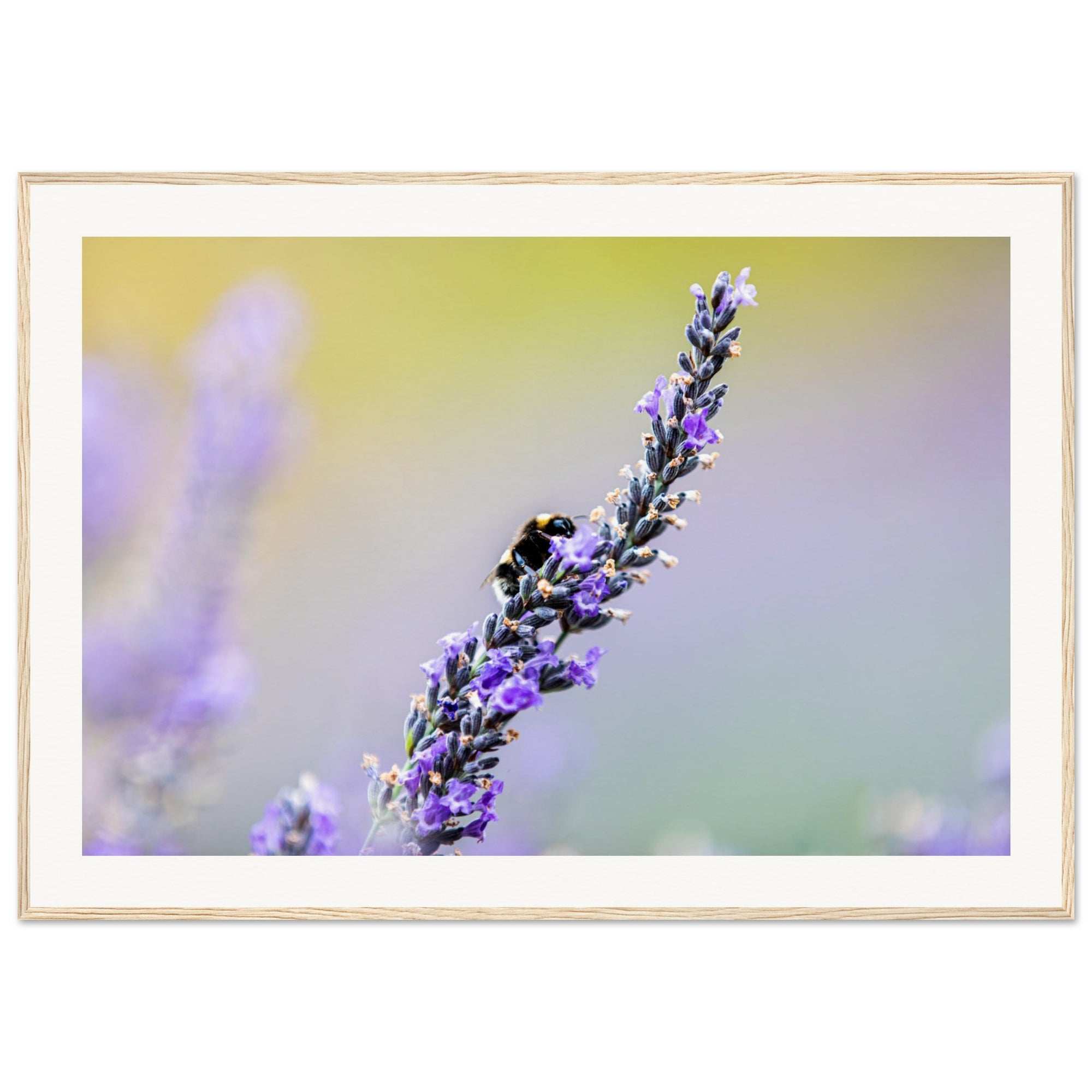 Nature close-up: bee collecting pollen from a lavender stem.

