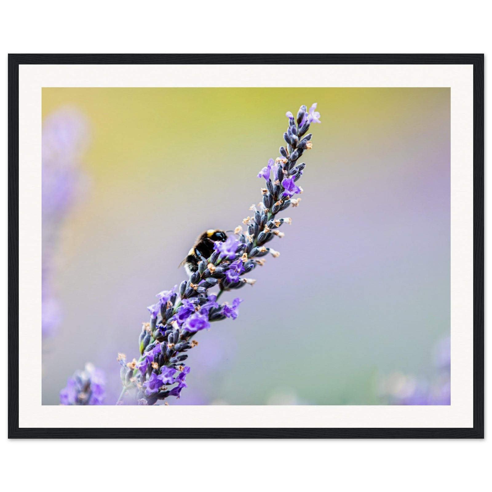Purple lavender spike with a bee captured in sharp detail.

