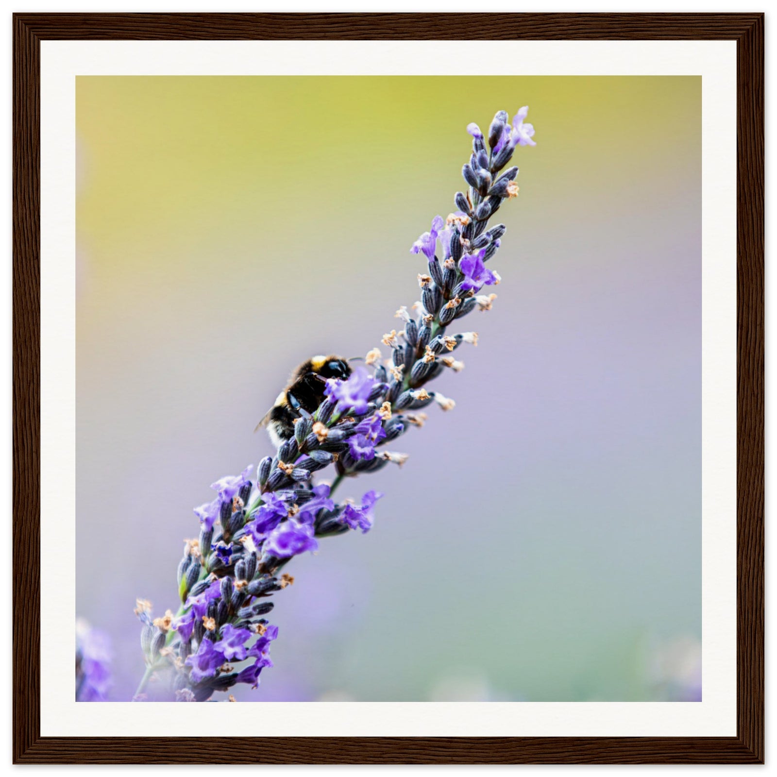 Lavender flower with pollinating bee in a peaceful wall print.

