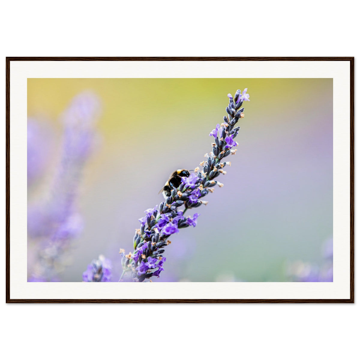 Framed lavender sprig with a busy bee on a gradient backdrop.

