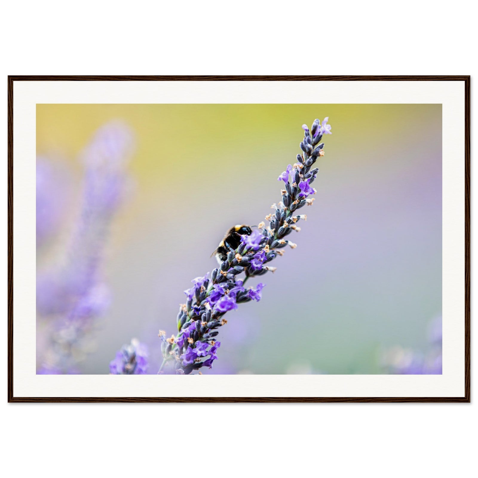 Framed lavender sprig with a busy bee on a gradient backdrop.

