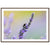 Framed lavender sprig with a busy bee on a gradient backdrop.


