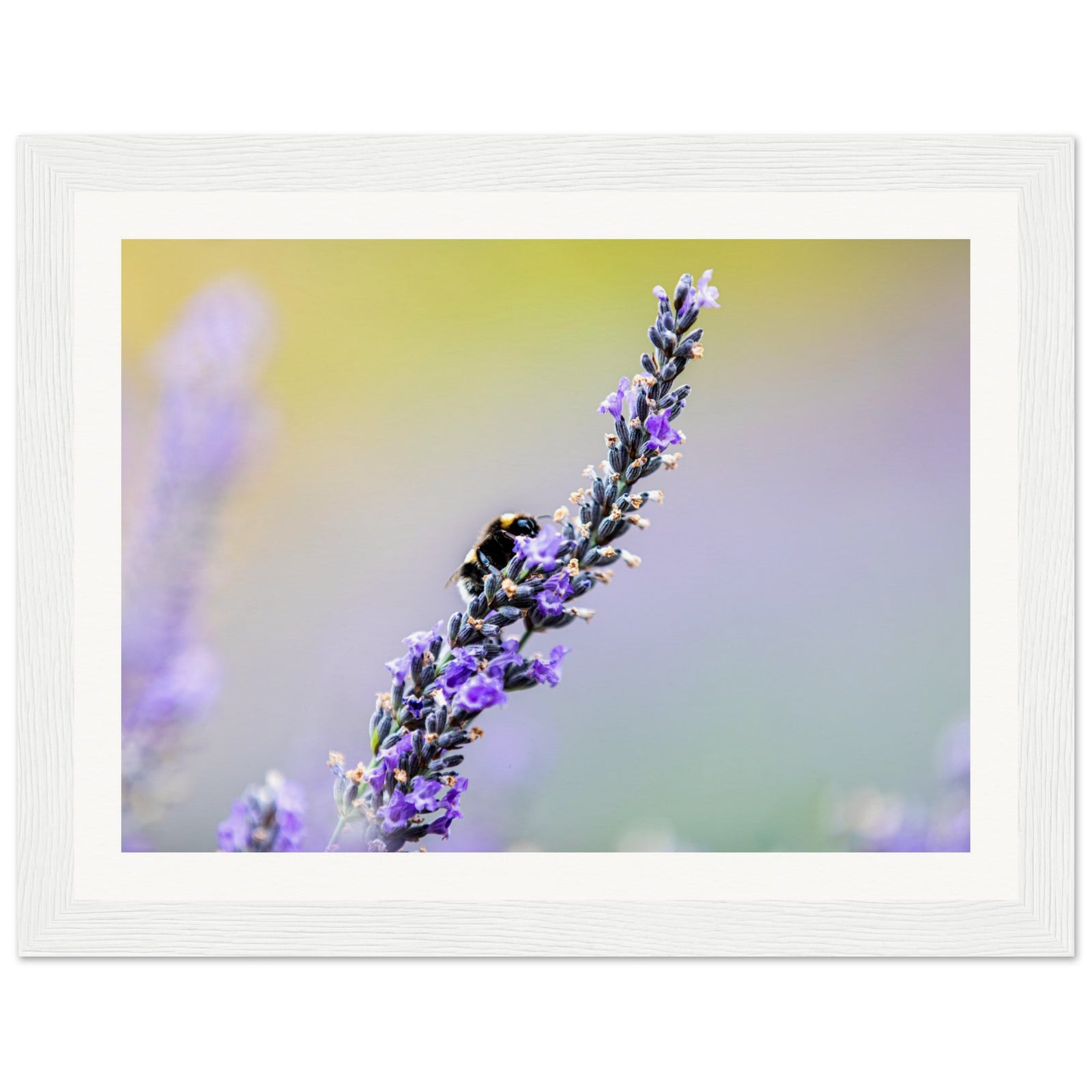 Framed close-up of floral interaction between bee and lavender.

