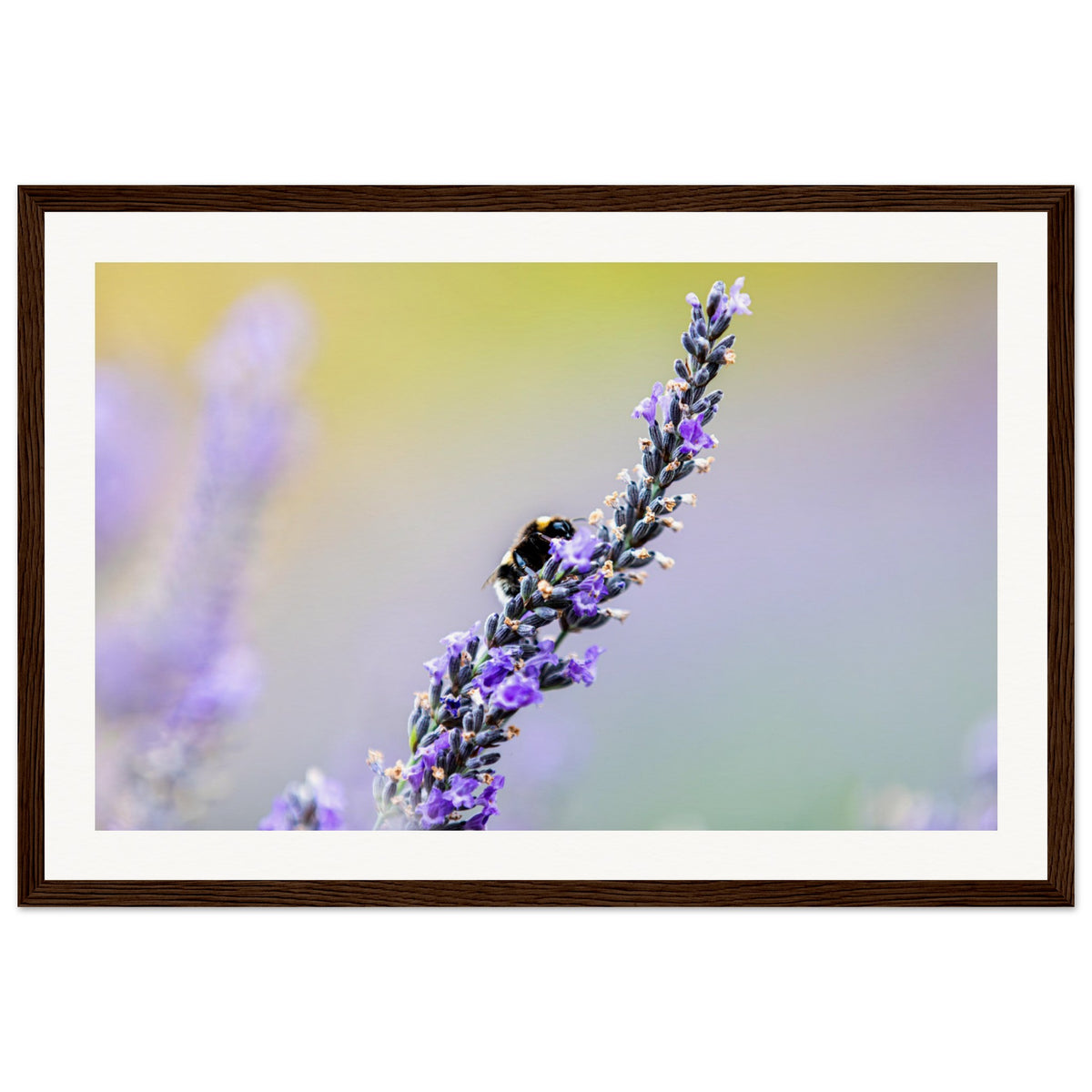 Macro moment of a bee mid-nectar collection from lavender.

