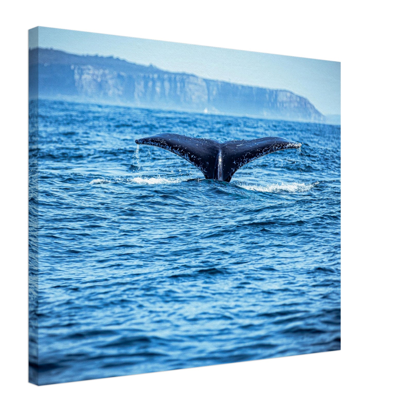 Marine mammal diving in the open sea near cliffside


