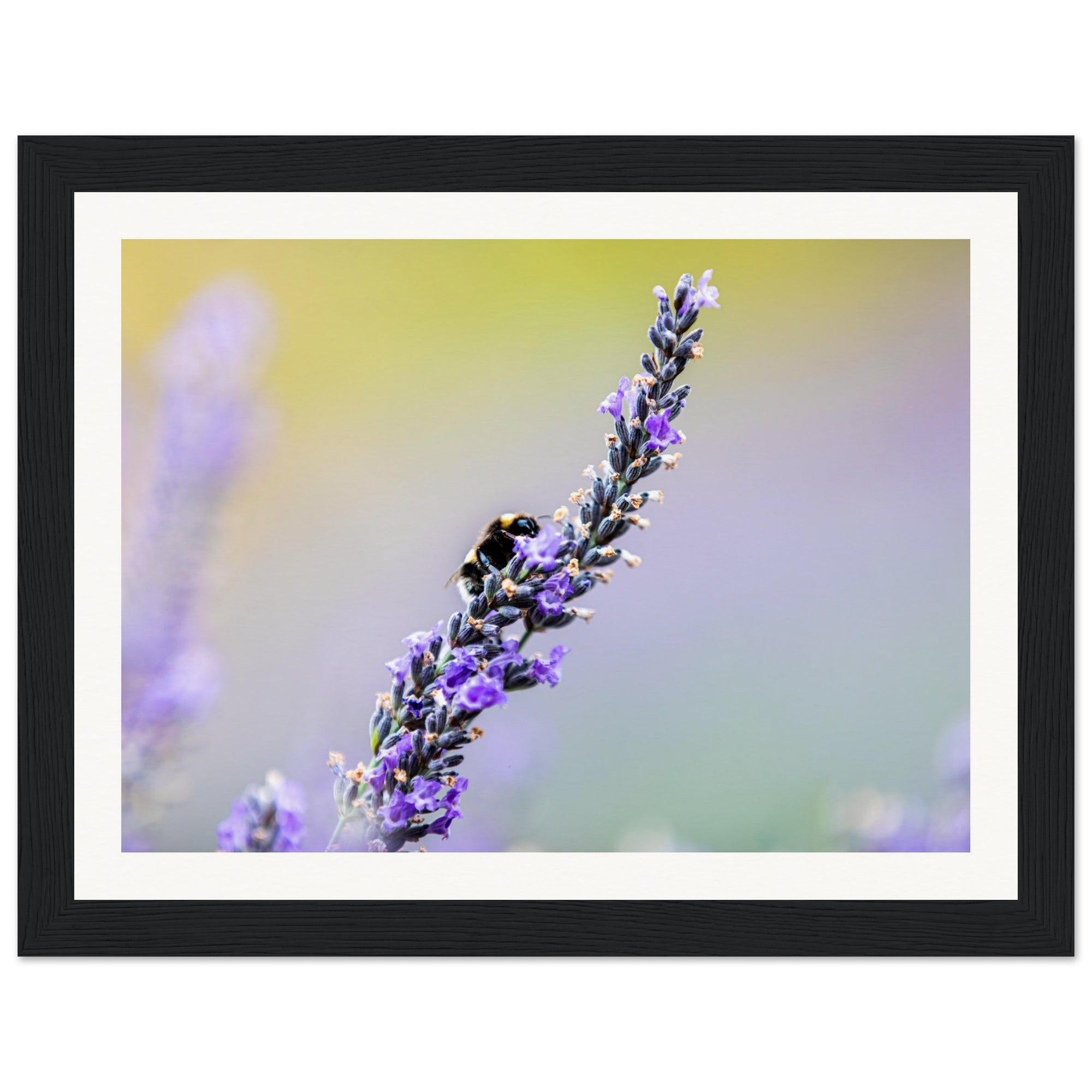 Bee interacting with lavender in a calm and colorful frame.

