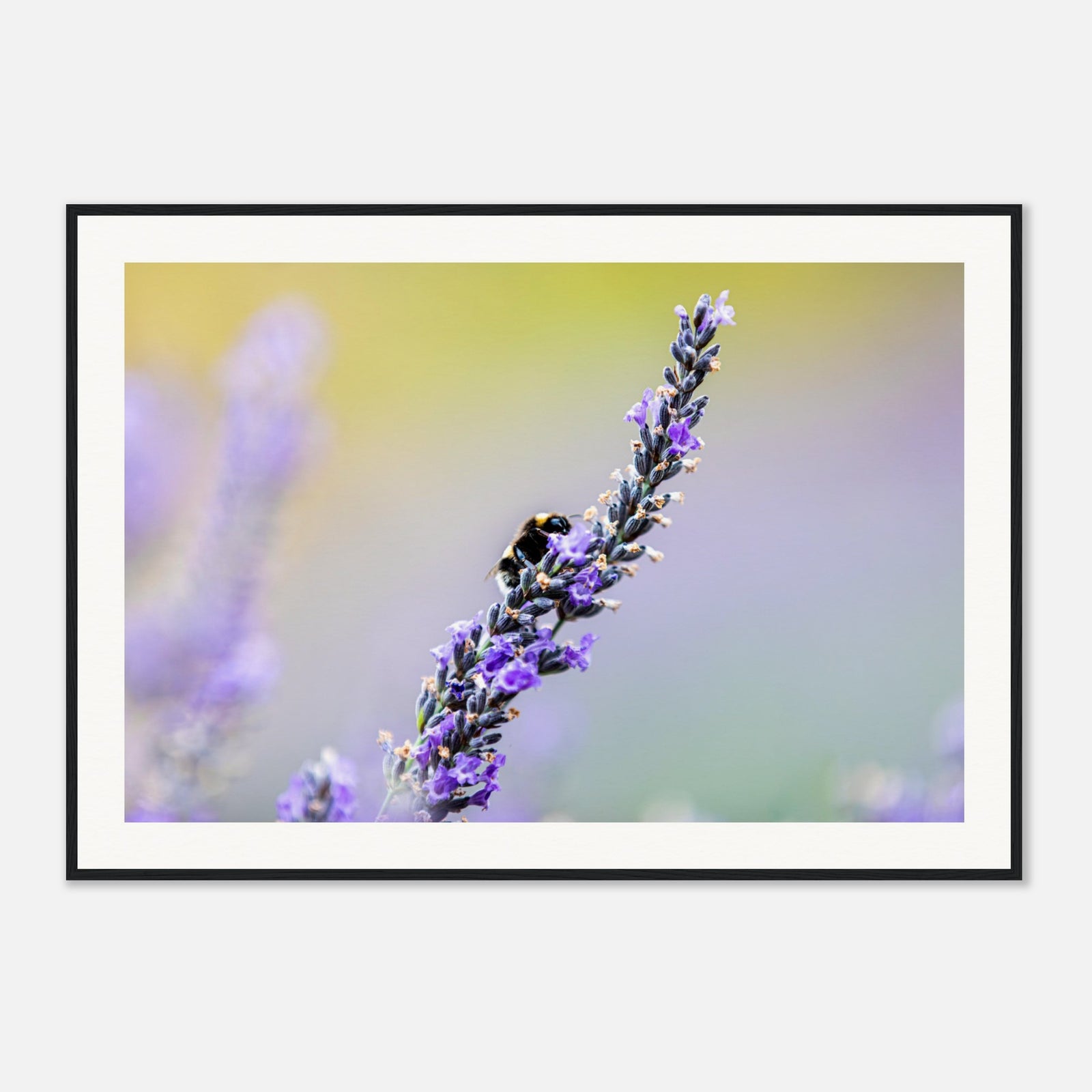 Close-up of a bee on a blooming lavender sprig in a framed photo.

