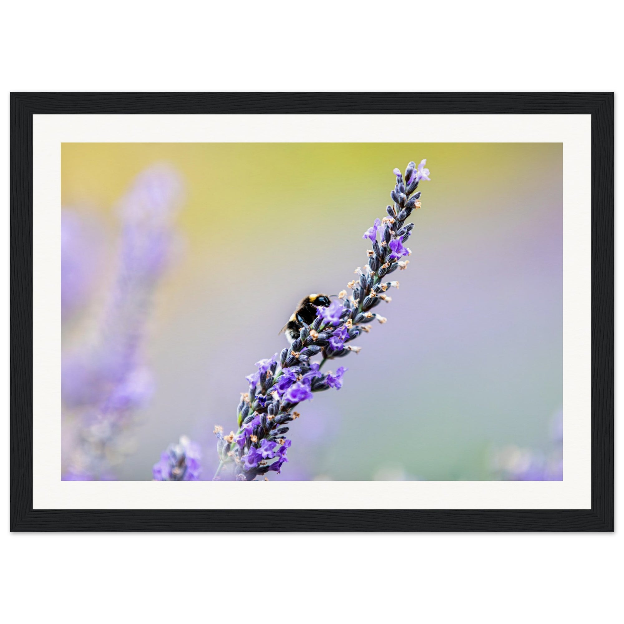 Lavender bloom with bee and colorful blurred background in frame.

