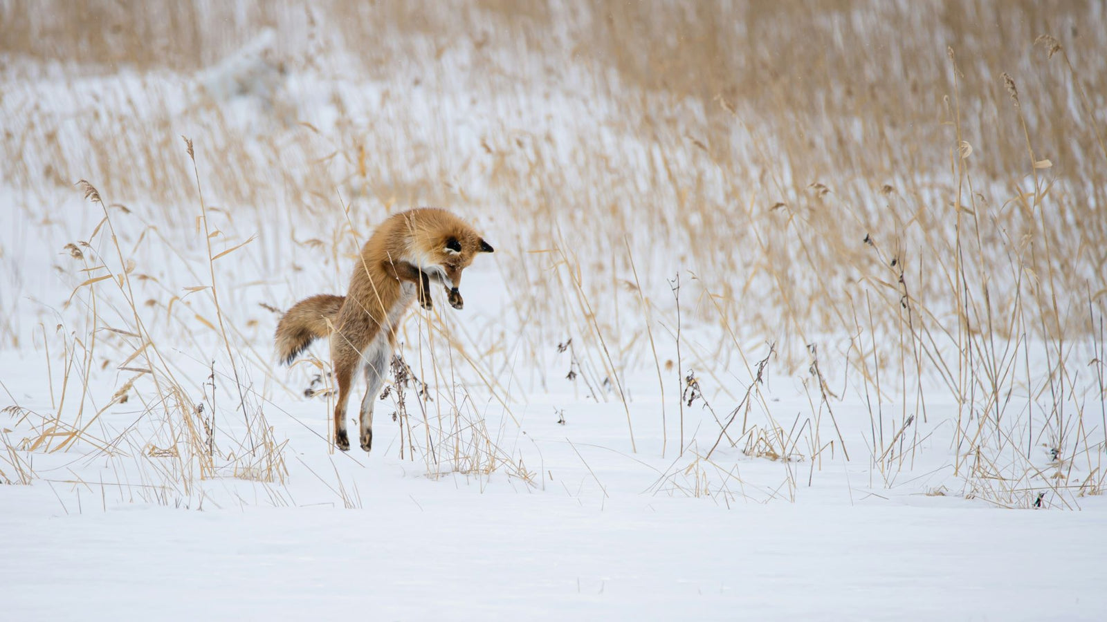 jumping fox