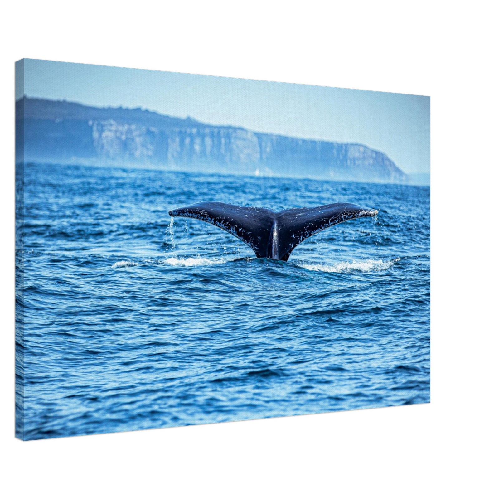 Wildlife photography of whale tail in marine environment

