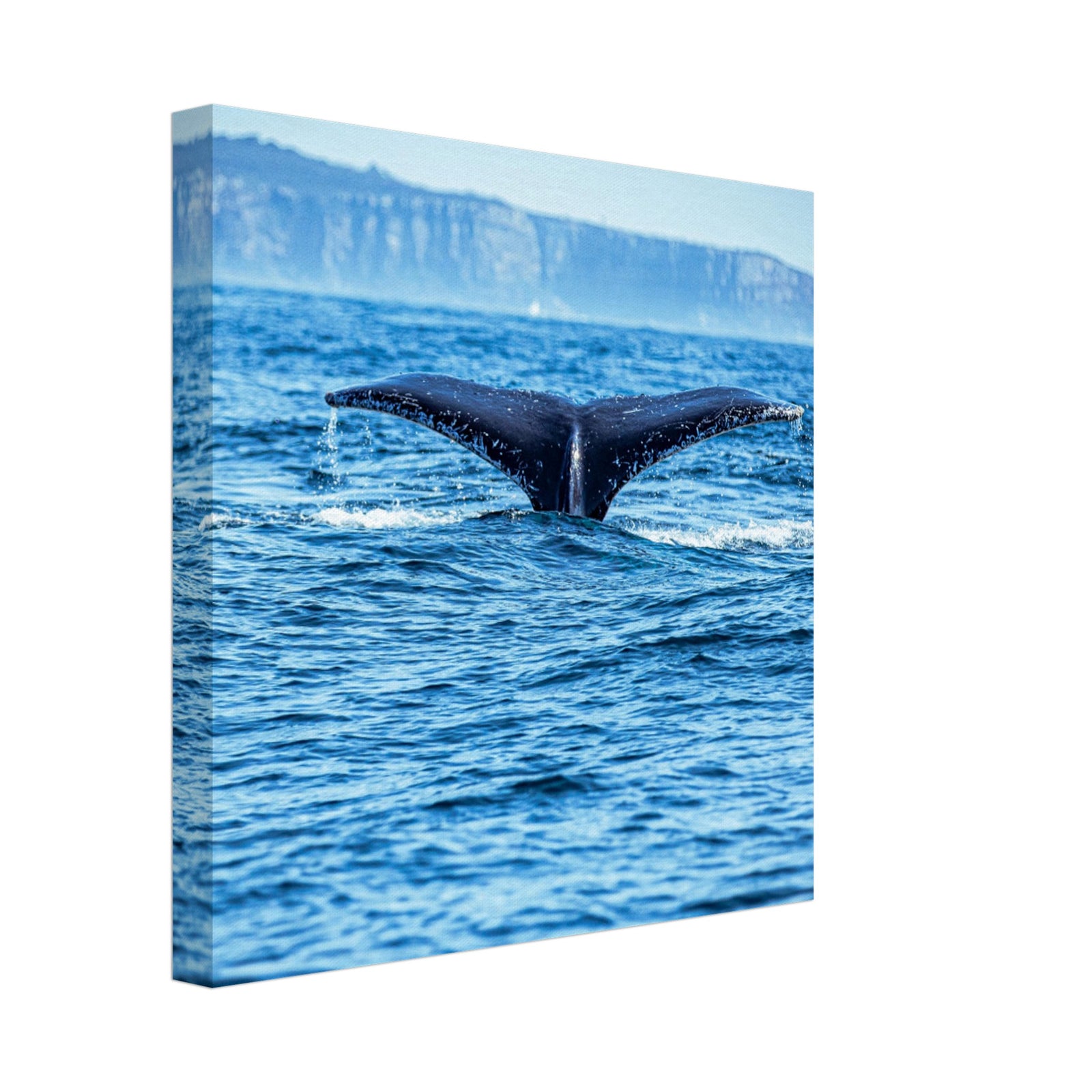 Ocean wildlife moment with humpback whale tail up
